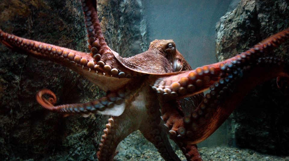 Τεράστιο χταπόδι ξεφεύγει μέσα από μικροσκοπική τρύπα (Βίντεο)